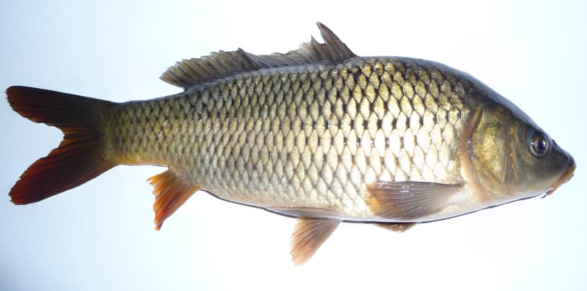 A large golden-bronze common carp with prominent scales held by an angler near a lake